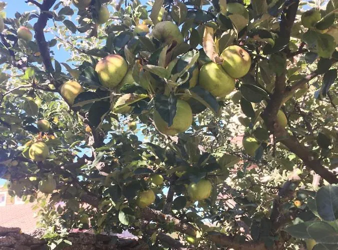 Ermita De Gredos * 나바레돈다 데 그레도스